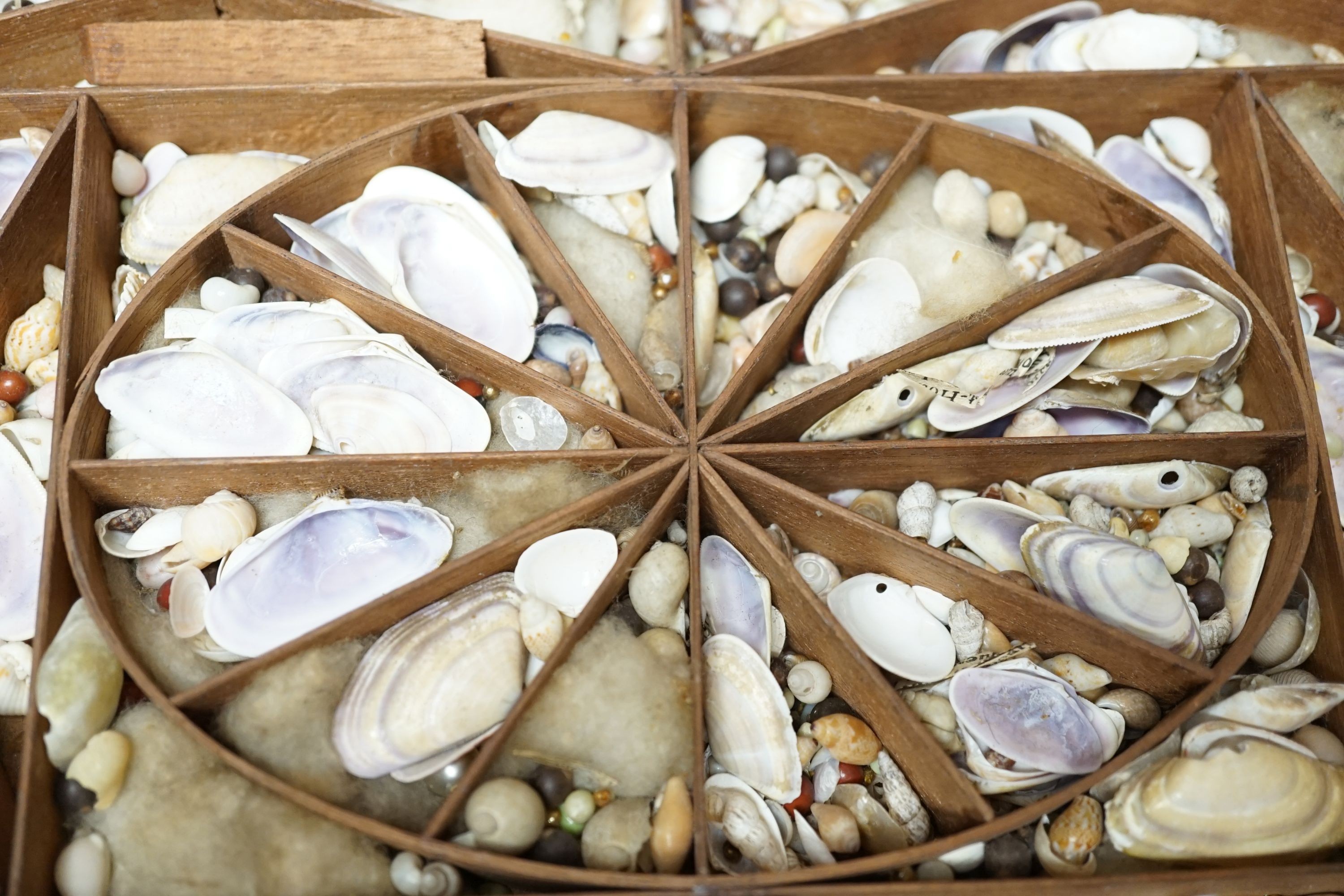 A George III mahogany collector’s cabinet of sea shells, in compartmentalised drawers. Width - 41cm